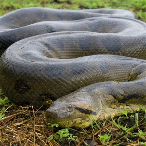 anaconda south america.